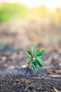 Close-up of small plant growing on field