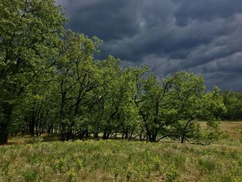 Trees on field against sky