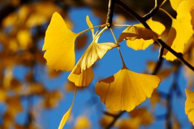 Close-up of yellow flowers