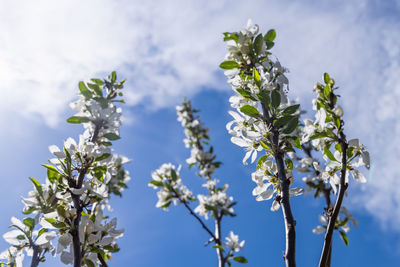 Low angle view of flowering plant against blue sky