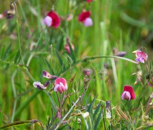 Close-up of pink flowers blooming outdoors