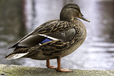 Close-up side view of a bird