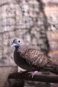 Close-up of bird perching on branch