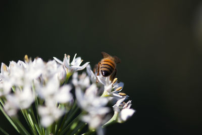 Close-up of bee pollinating on flowers