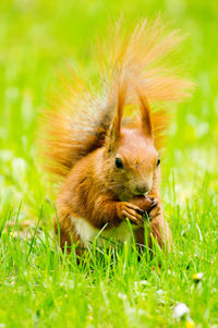 Close-up of squirrel on grass