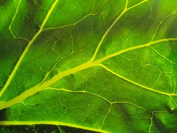 Full frame shot of green leaves