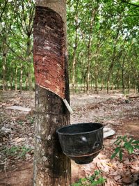 Trees growing in forest