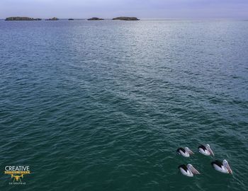 View of birds swimming in sea