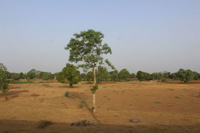 Trees on field against clear sky