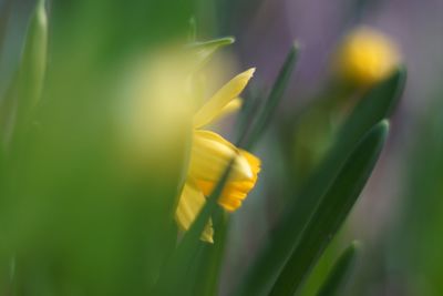 Close-up of yellow flower blooming outdoors