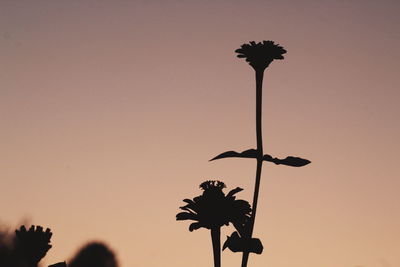 Low angle view of silhouette plant against sky at sunset