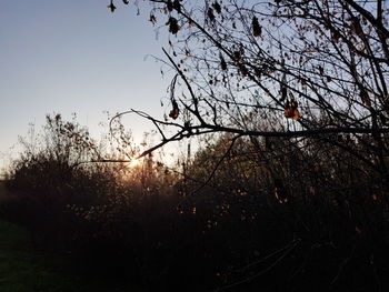 Low angle view of bird perching on tree against sky