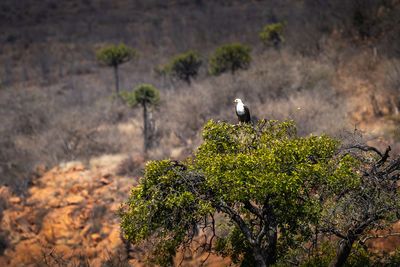 Fish eagle on lookout