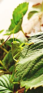 Close-up of insect on leaves