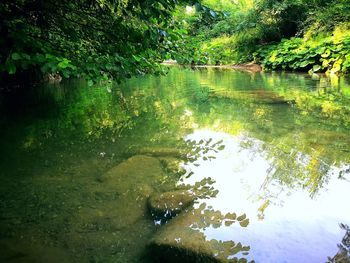 Reflection of trees in lake