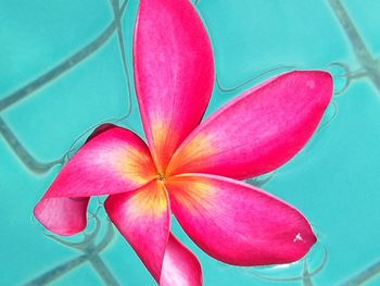 Close-up high angle view of pink flower