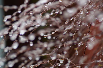 Close-up of water drops on leaves