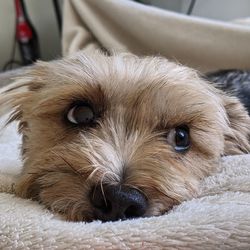 Close-up portrait of a dog