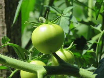Close-up of lemon growing on plant