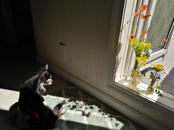 Cat sitting on a window
