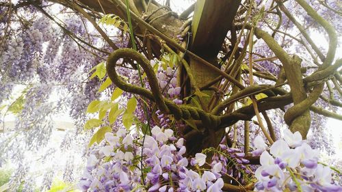 Low angle view of flower tree
