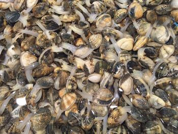 Full frame shot of clams in water