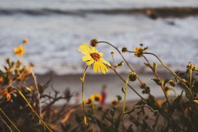 Close-up of yellow flowering plant on land