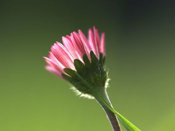 Close-up of pink flower