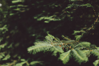 Close-up of plants growing outdoors