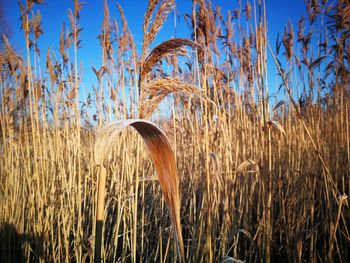 Close-up of plants on field against blue sky