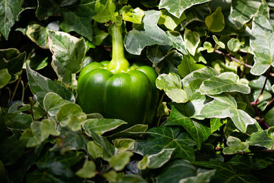 Close-up of tomatoes growing on plant