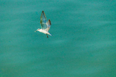 Seagull flying over sea