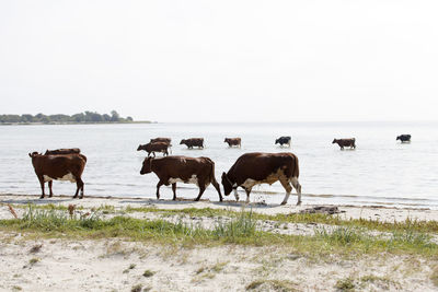 Cows at water, oland, sweden