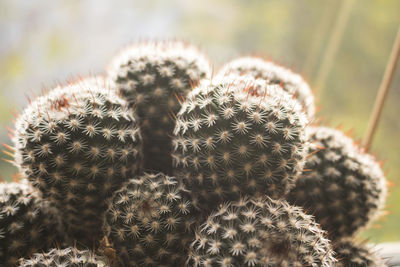 Cactus plant on a windowsill