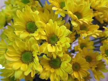 Close-up of yellow flowers