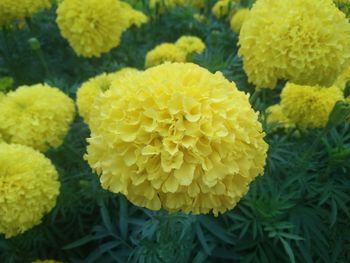 Close-up of yellow flowers