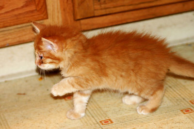 Close-up of ginger cat