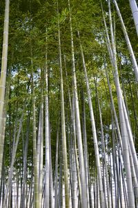 Low angle view of bamboo trees in forest