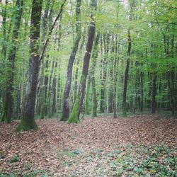 Trees in forest