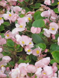 Close-up of pink flowers