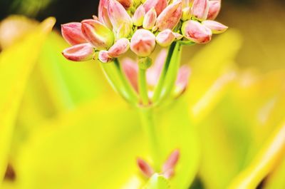 Close-up of pink flower