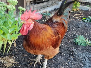 View of a rooster