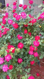 Close-up of pink flowers