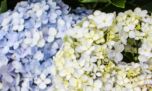 Close-up of white hydrangea flowers