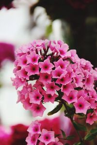 Close-up of pink flowering plant