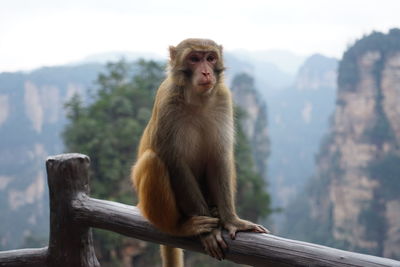 Ginger monkey on the bannister