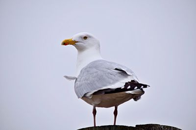 Close-up of seagull perching on rock against clear sky