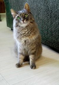 Portrait of cat sitting on floor at home