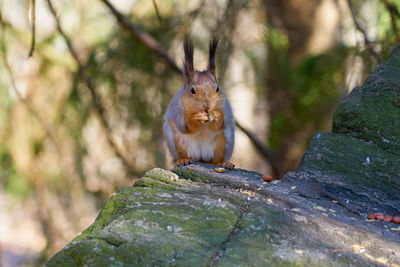 Close-up of squirrel on rock