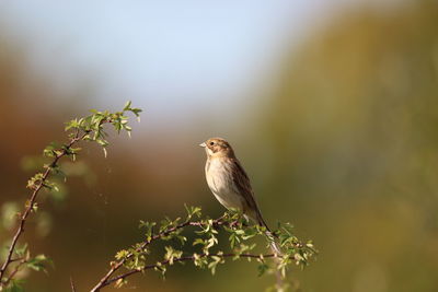 Close-up of bird perching on a plant